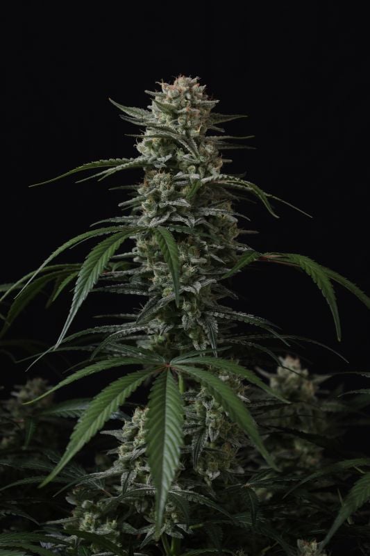 Instagram Banana Cherry Cookies Auto