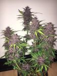 Instagram LSD-25 Auto