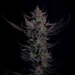 Instagram Mendo Guava Auto™