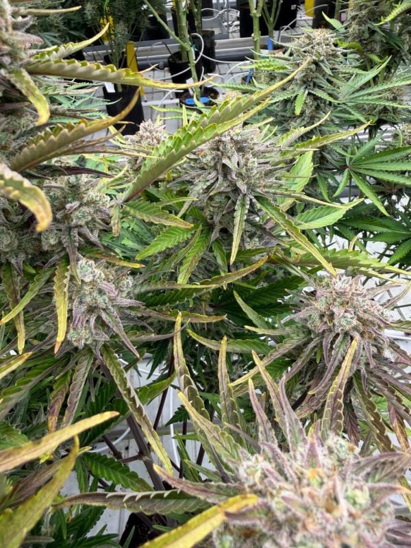 Instagram Cinderella Auto