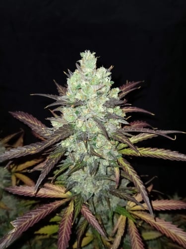 Instagram Tangie Auto