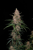 Instagram Sour Jealousy Auto™