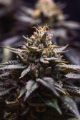 Instagram Gorilla Melon™
