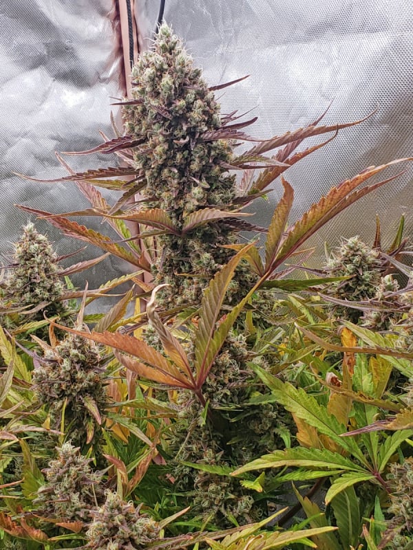 Buy Strawberry Pie Auto Cannabis Seeds Fast Buds