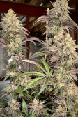 Instagram Papaya Sherbet™