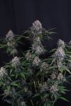 Instagram Lemon Cherry Sundae Auto™