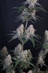 Instagram Guava Sundae Auto™