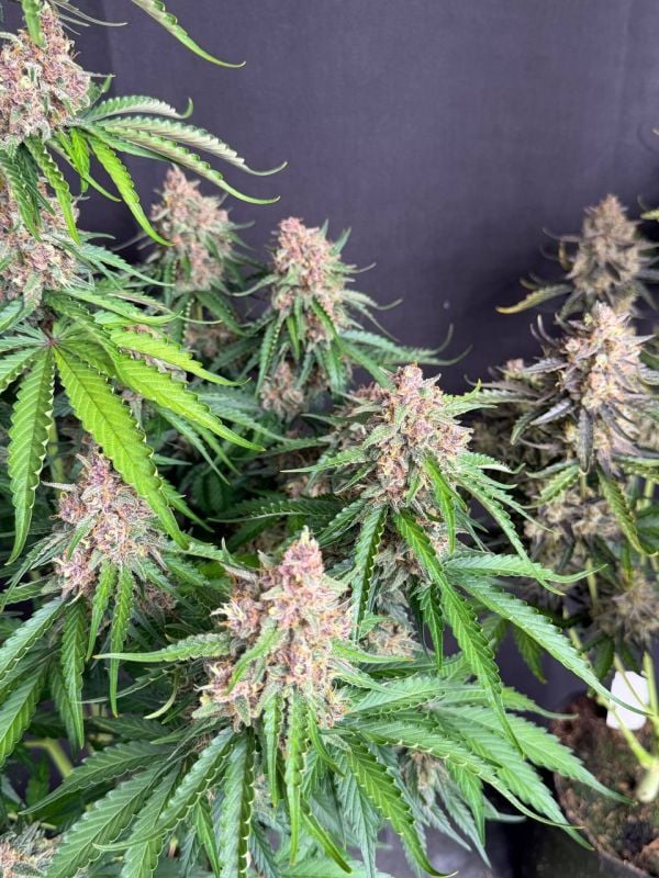 Instagram Afghan Kush Auto