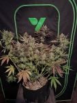 Instagram Mendo Frost Auto™