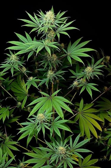 Instagram Afghan Kush Auto