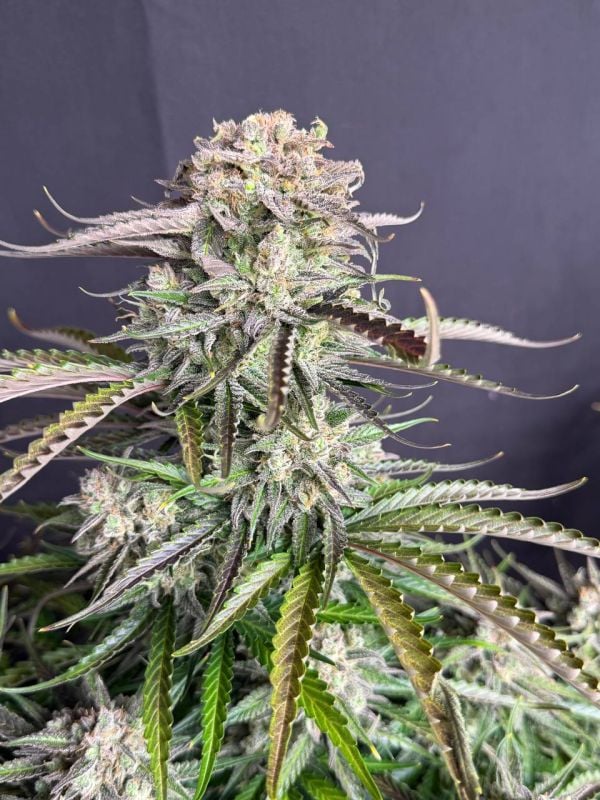 Instagram Blueberry Auto