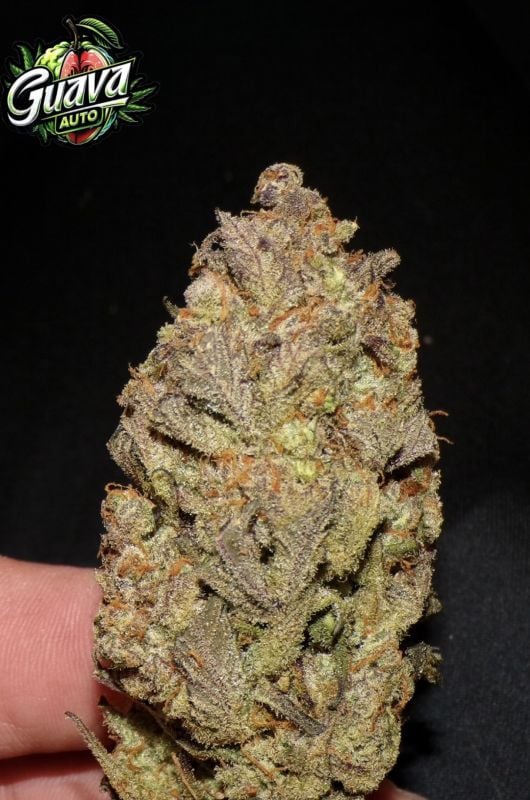 Instagram Guava Auto