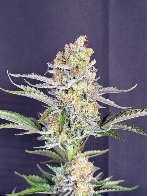 Instagram Skunk Auto
