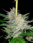 Instagram Banana Frost Auto™