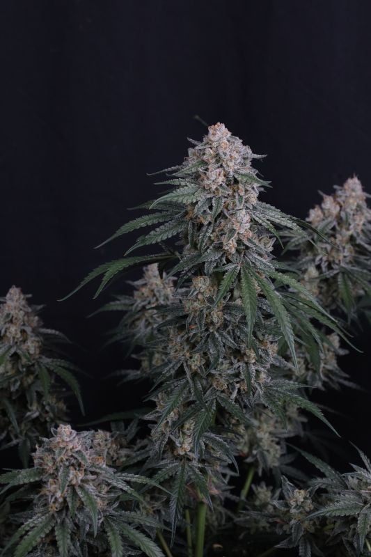 Instagram GMO Auto