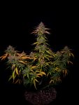 Instagram Banana Guava Auto™