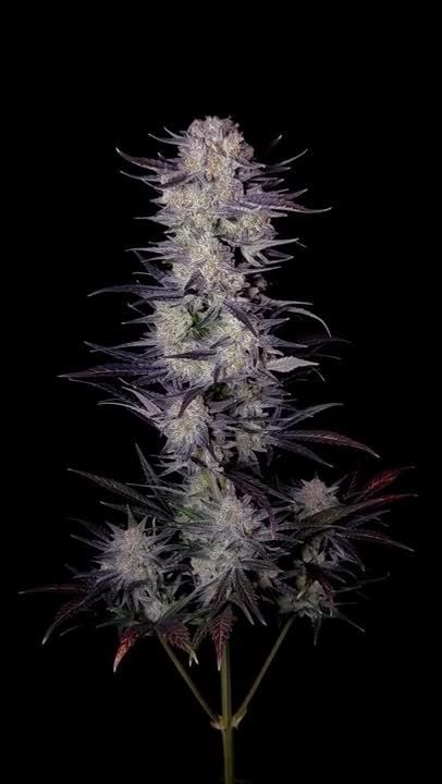 Mendo Frost Auto @1s1and_t IG 