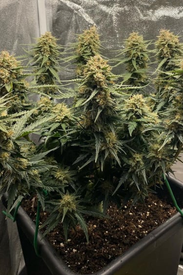 Instagram Sour Diesel Auto