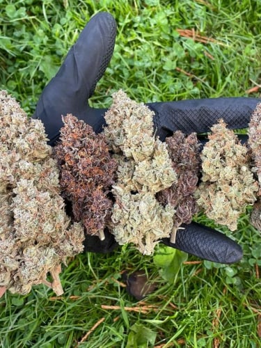 Instagram Mimosa Cake Auto