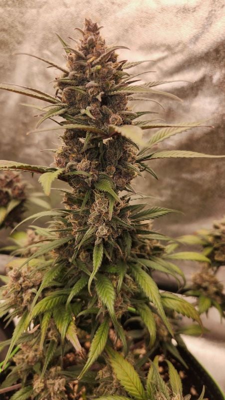 Instagram Strawberry Gorilla Auto