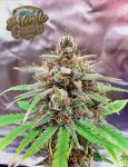 Instagram Mendo Guava Auto™