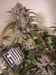 Instagram Cherry Cola Auto