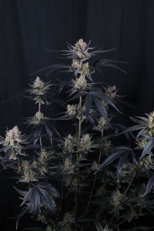 Instagram Guava Runtz Auto