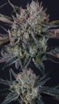 Instagram Guava Runtz Auto™