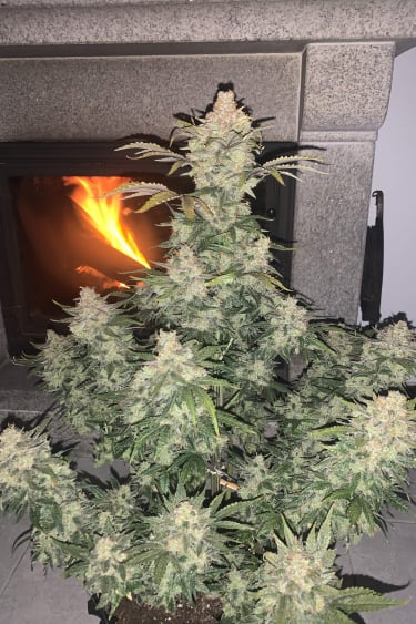 Instagram Gorilla Auto