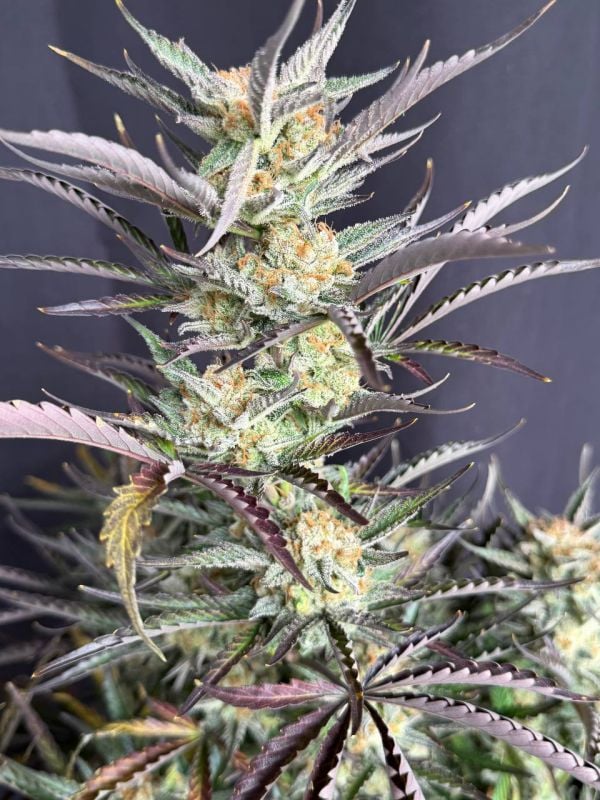 Instagram Blueberry Auto