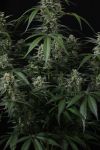 Instagram Banana Cherry Cookies Auto™
