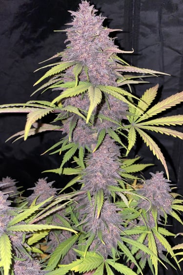 Instagram Banana Purple Punch Auto