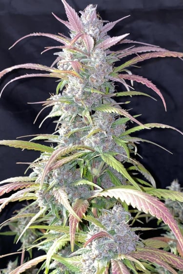 Instagram Strawberry Gorilla Auto