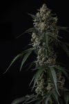 Instagram Banana Cherry Cookies Auto™