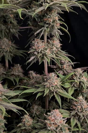 Instagram Rainbow Melon