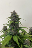 Instagram Purple Haze Auto™