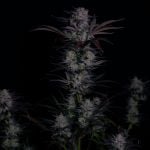 Instagram Mendo Frost Auto™