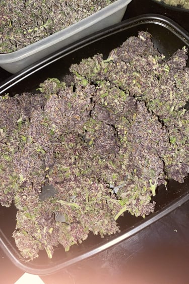 Instagram Fastberry Auto