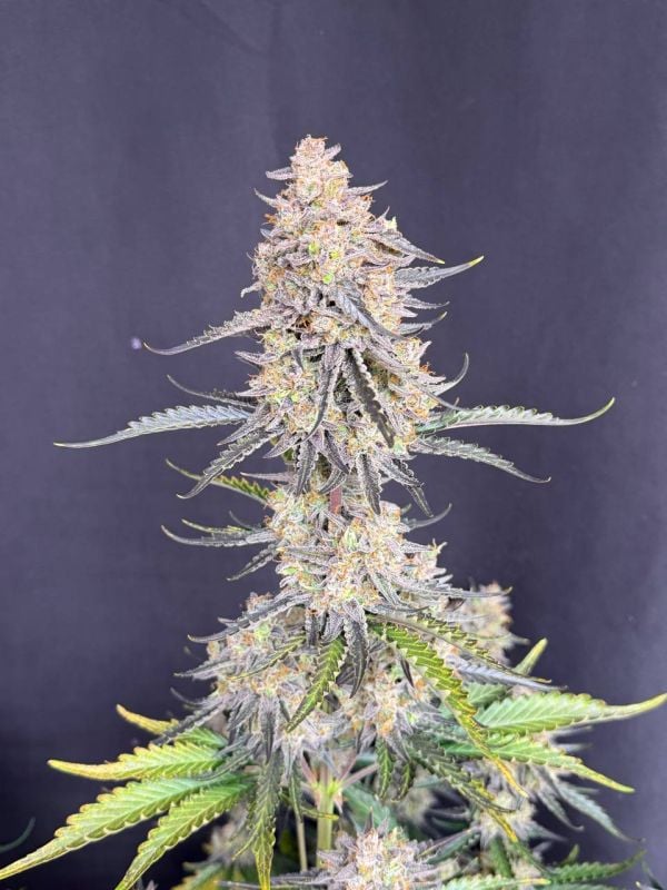Instagram Afghan Kush Auto