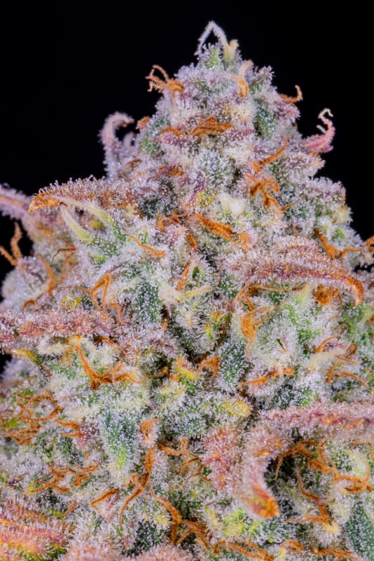 Buy Cherry Cola Auto Cannabis Seeds | Fast Buds