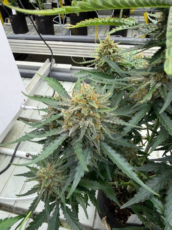 Instagram Big Bud Auto