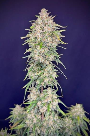 Instagram Forbidden Runtz Auto