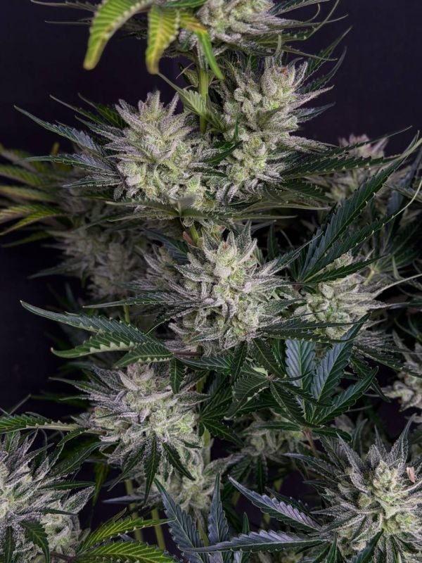 Instagram AK Auto