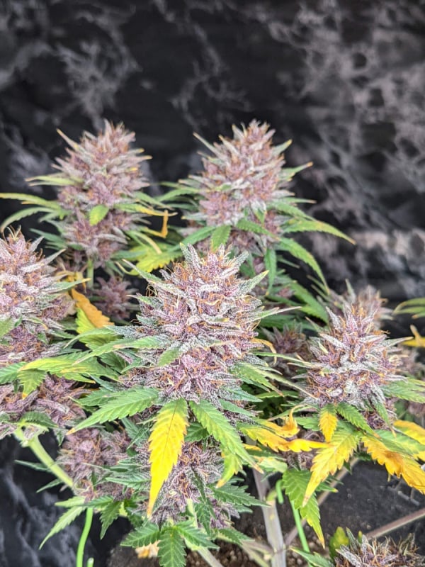 Buy Purple Lemonade Auto Cannabis Seeds | Fast Buds