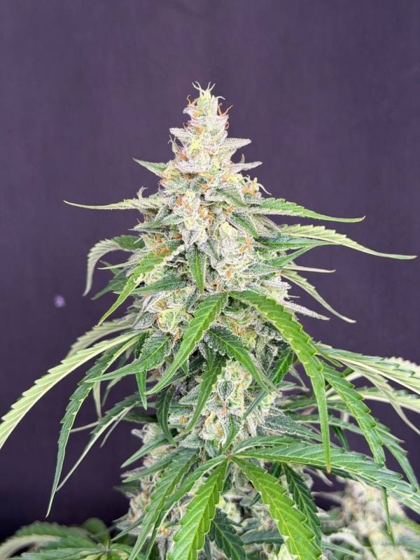 Instagram Northern Lights Auto