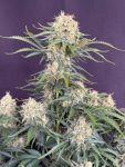 Instagram White Widow Auto