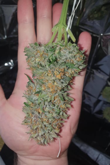 Instagram Fastberry Auto