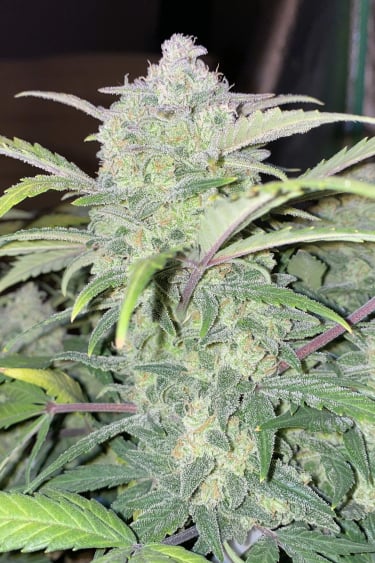 Instagram Chemdawg Auto