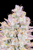 Instagram Purple Punch Auto