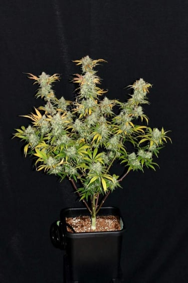 Instagram Grapefruit Auto